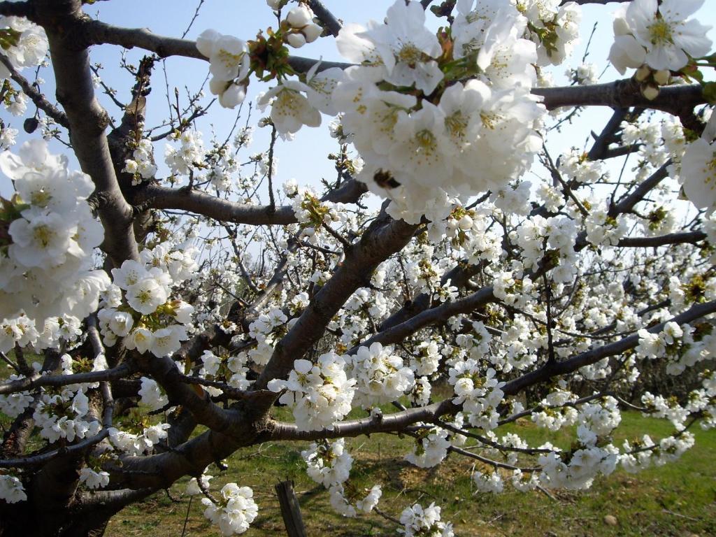 Le Mas Du Ruisseau Bellegarde  Ngoại thất bức ảnh